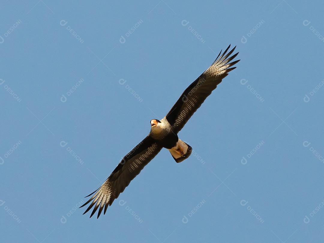 Gavião Ave Voando pelo céu Imagem JPG