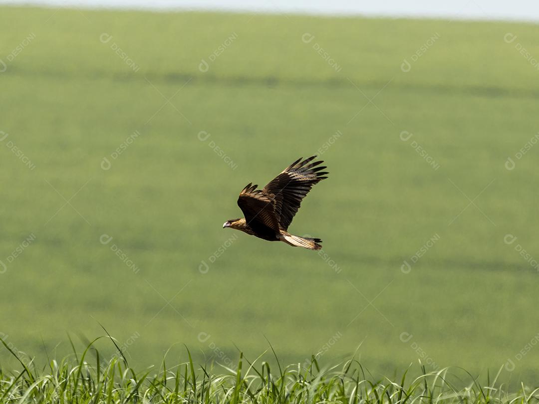 Gavião Ave Voando por cima do capim Imagem JPG