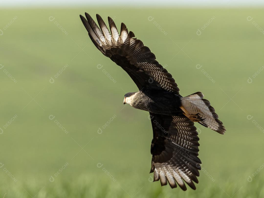 Gavião Ave Voando por cima do capim Imagem JPG