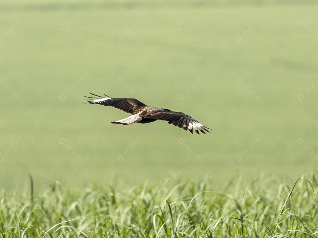 Gavião Ave Voando por cima do capim Imagem JPG