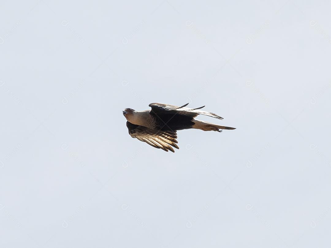 Gavião Ave Voando pelo céu Imagem JPG