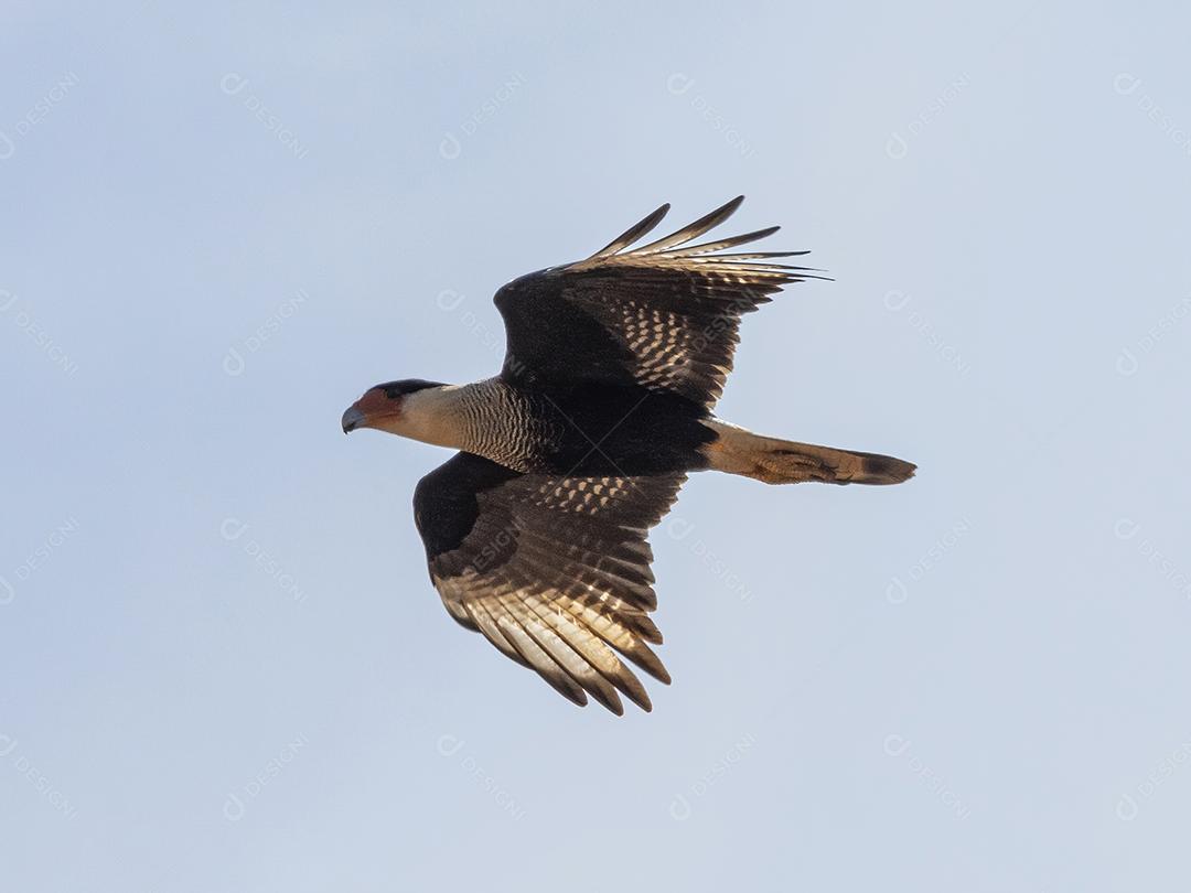 Gavião Ave Voando pelo céu Imagem JPG