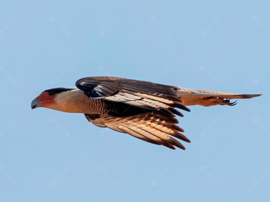 Gavião Ave Voando pelo céu Imagem JPG