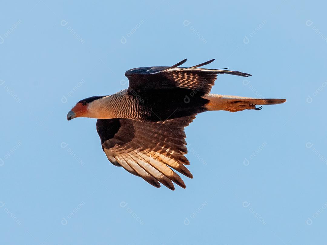 Gavião Ave Voando pelo céu Imagem JPG