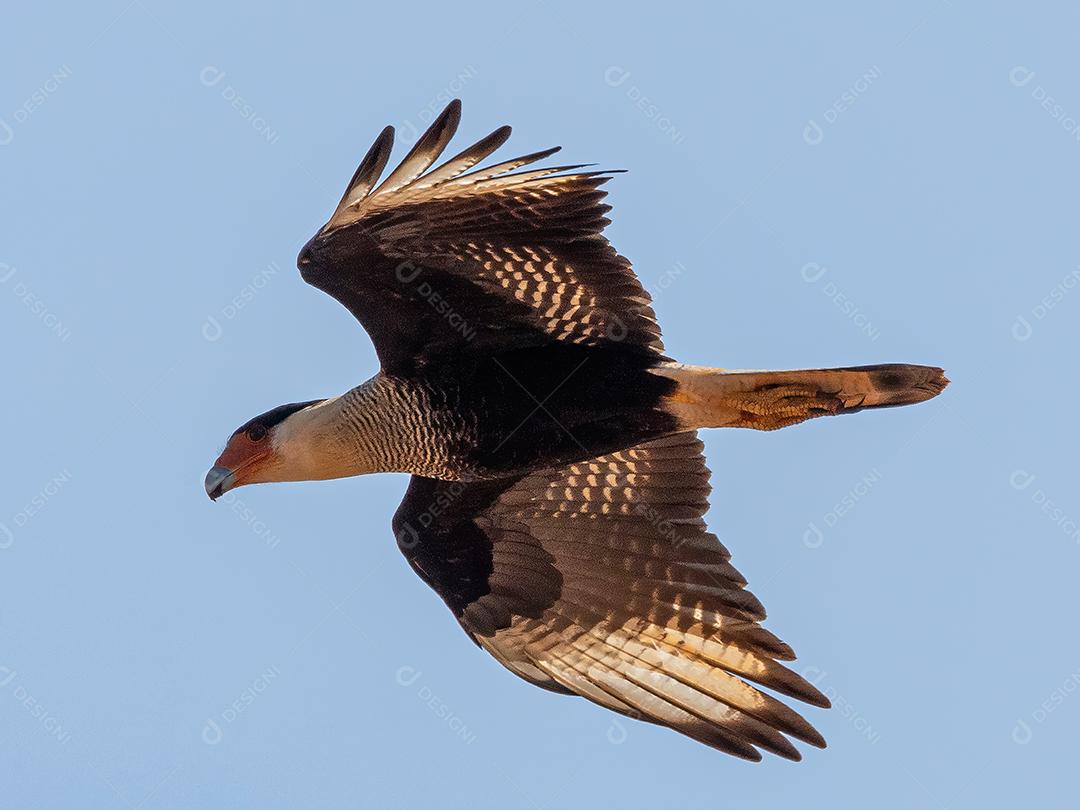 Gavião Ave Voando pelo céu Imagem JPG