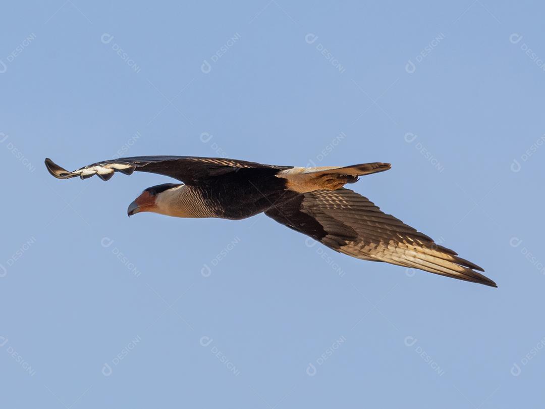 Gavião Ave Voando pelo céu Imagem JPG