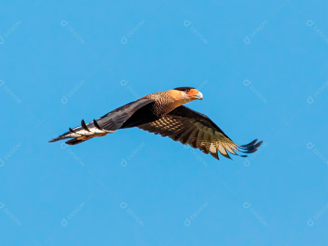 Gavião Ave Voando pelo céu Imagem JPG