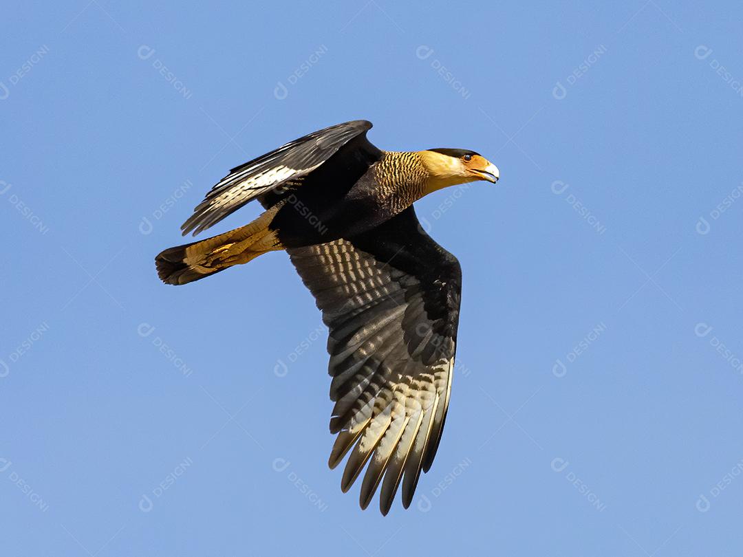 Gavião Ave Voando pelo céu Imagem JPG