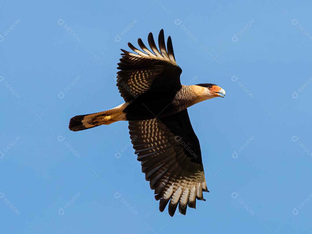 Gavião Ave Voando pelo céu Imagem JPG