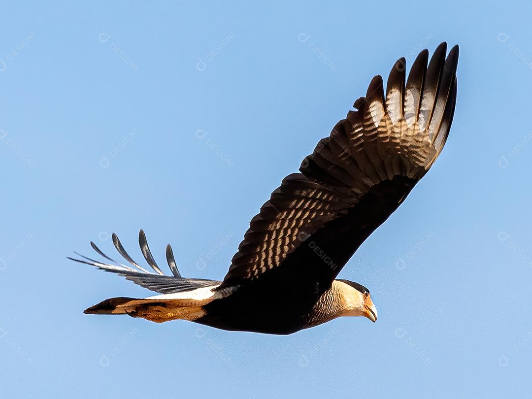 Gavião Ave Voando pelo céu Imagem JPG