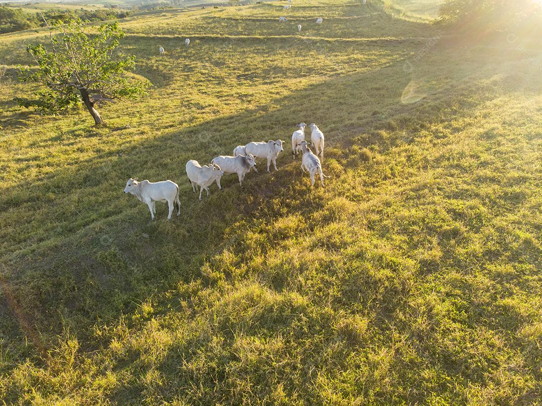 Rebanho de bois em pastagem no Brasil ao pôr do sol