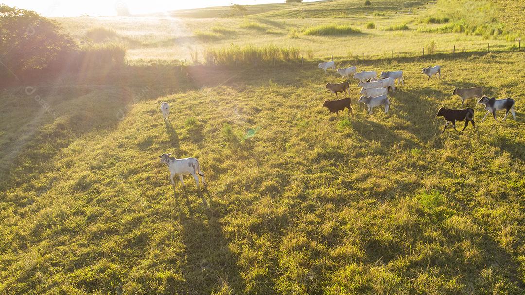 Rebanho de bois em pastagem no Brasil ao pôr do sol