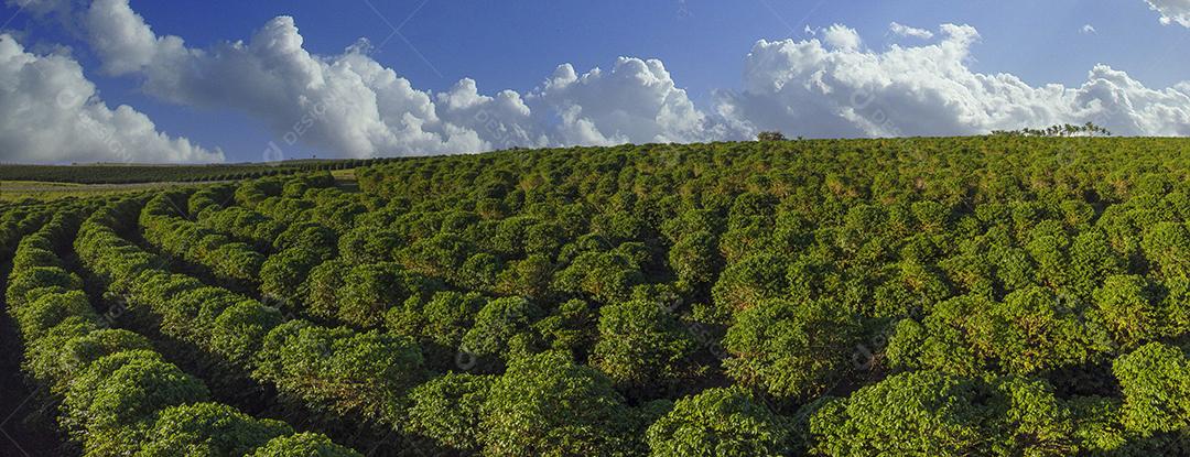Linda plantação de café, grãos nos galhos