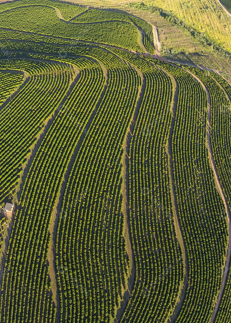 Vista aerea Linda plantação de café, grãos nos galhos