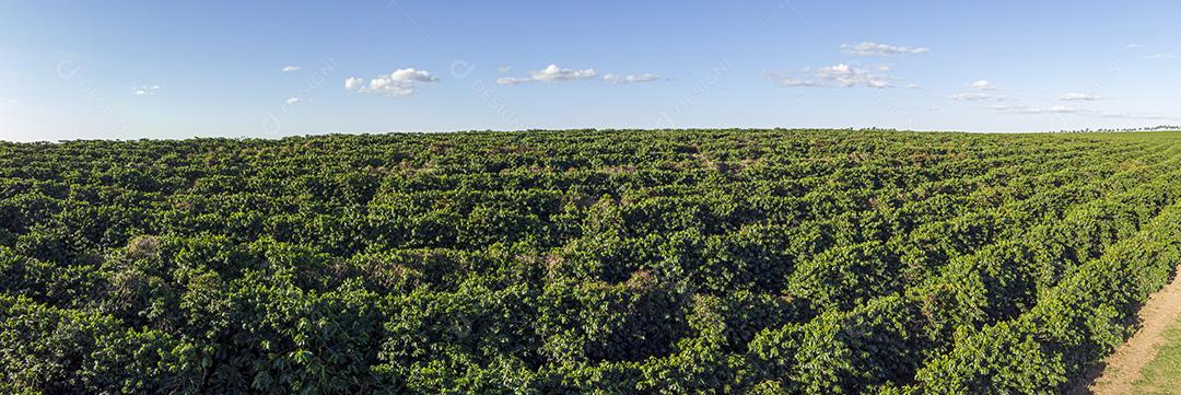 Vista aerea Linda plantação de café, grãos nos galhos