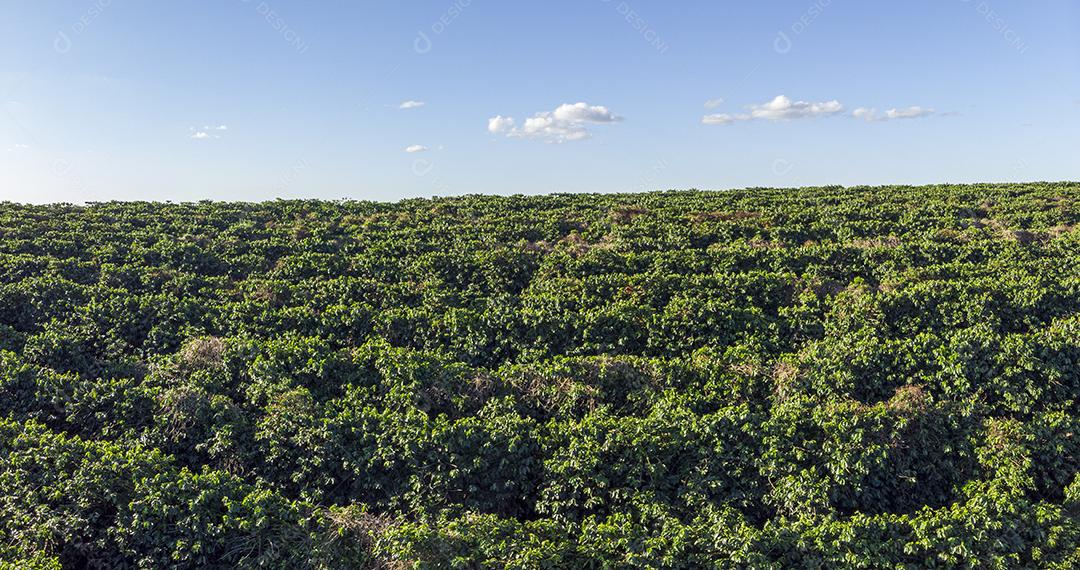 Linda plantação de café, grãos nos galhos.