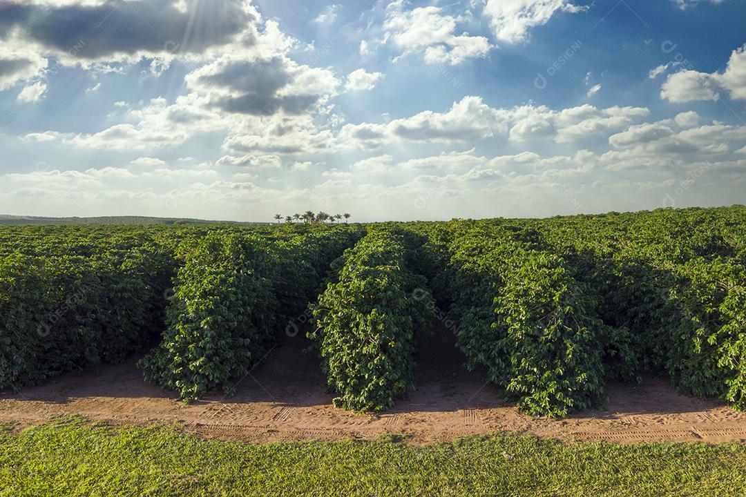 Linda plantação de café, grãos nos galhos.