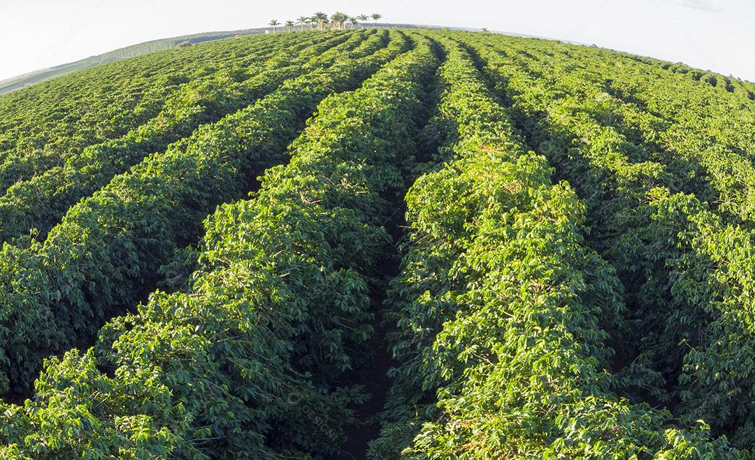 Linda plantação de café, grãos nos galhos