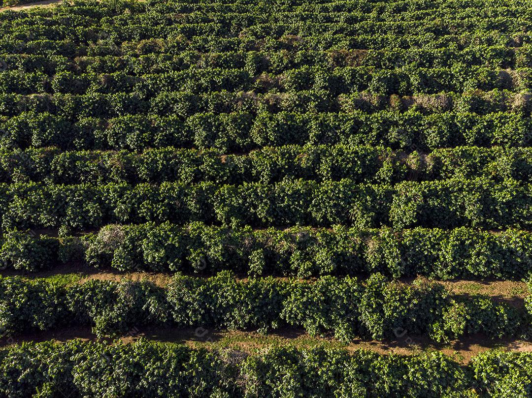 Linda plantação de café, grãos nos galhos
