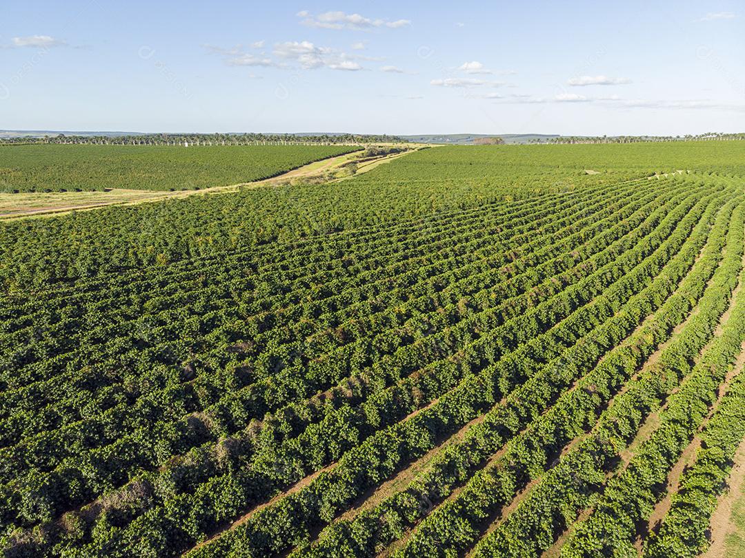 Linda plantação de café, grãos nos galhos