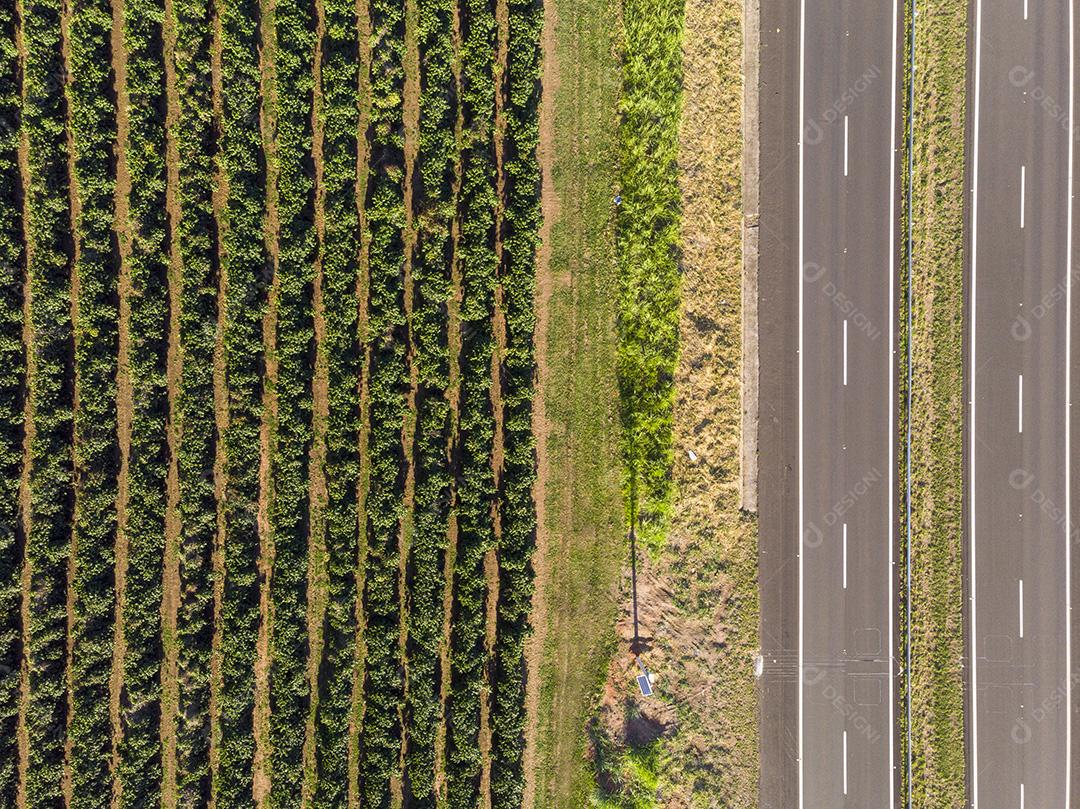 Linda plantação de café, grãos nos galhos