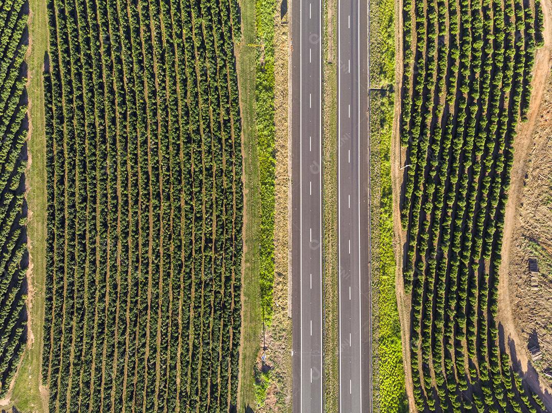 Imagem aérea da plantação de café no Brasil.