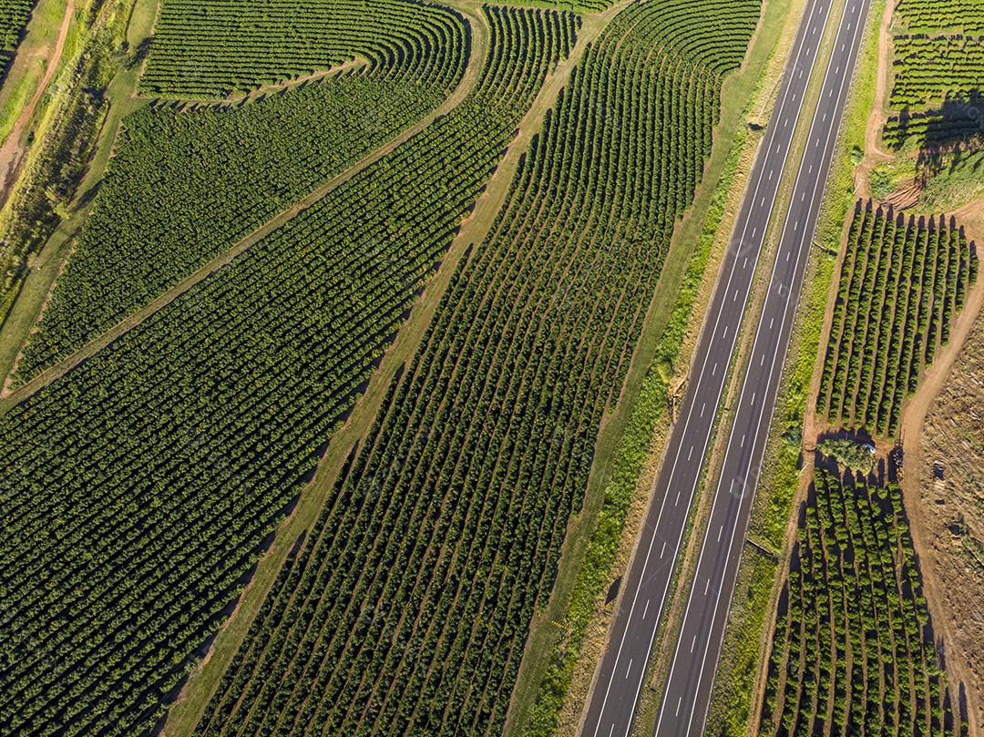 Imagem aérea da plantação de café no Brasil.
