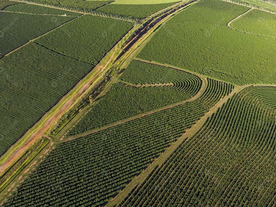 Imagem aérea da plantação de café no Brasil.