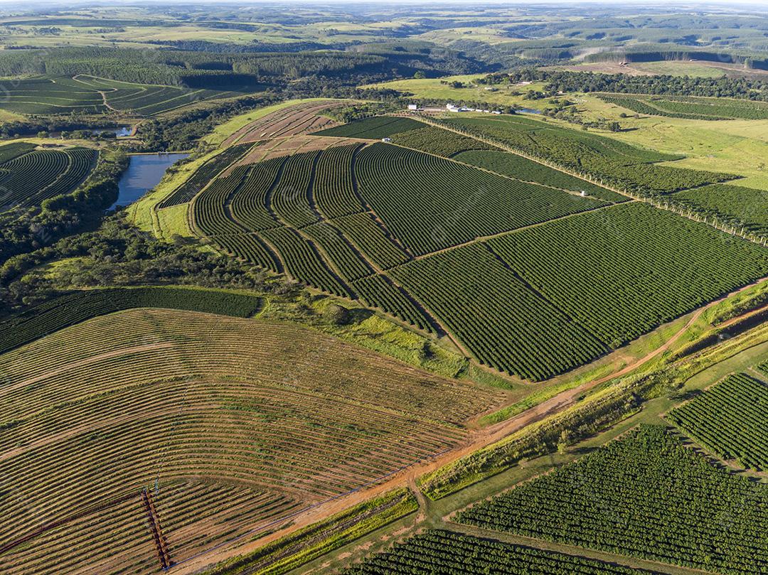Imagem aérea da plantação de café no Brasil.