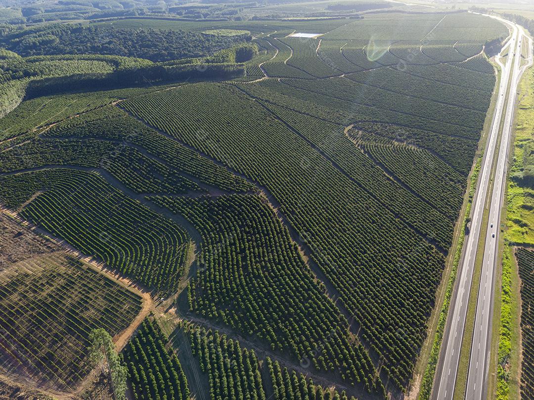 Imagem aérea da plantação de café no Brasil.