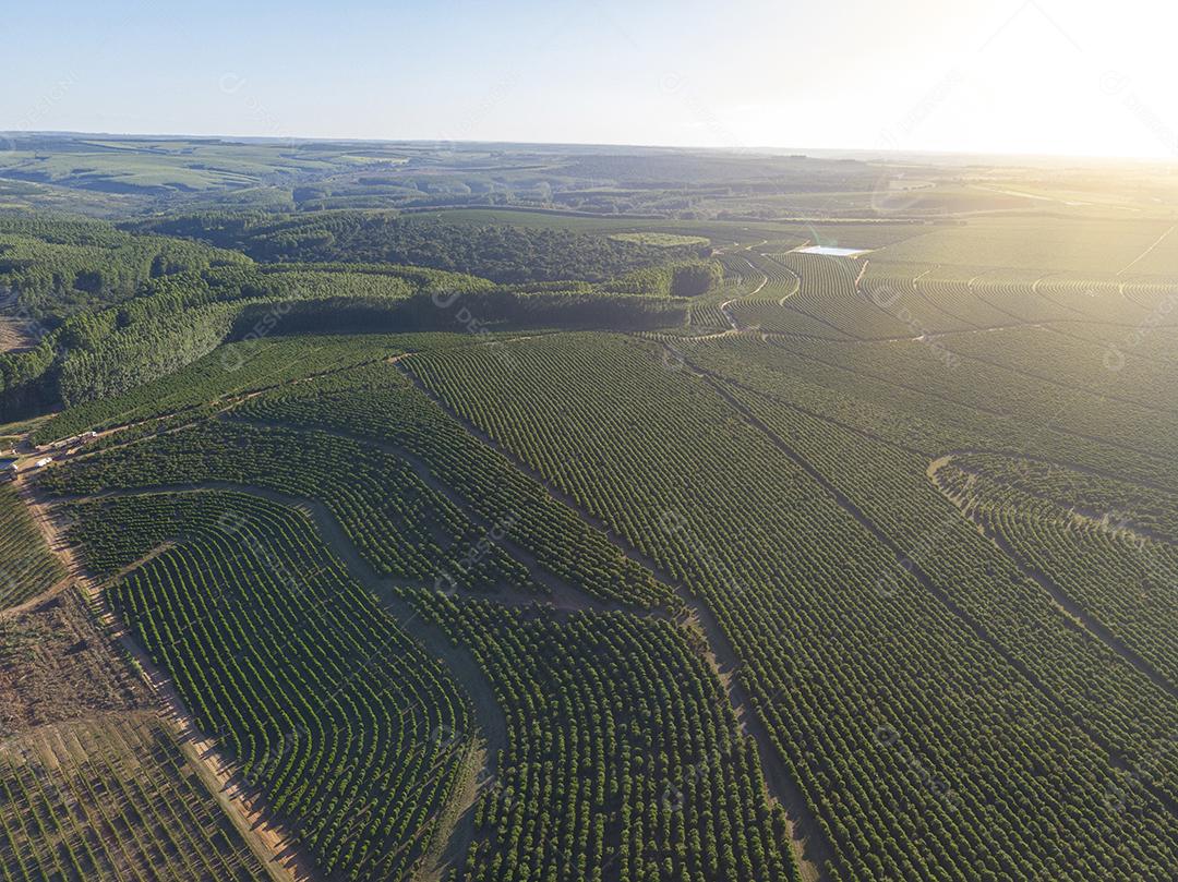 Imagem aérea da plantação de café no Brasil.