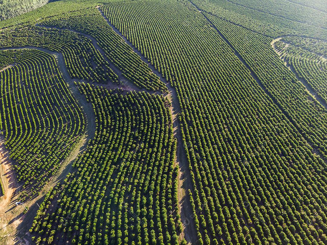 Imagem aérea da plantação de café no Brasil.