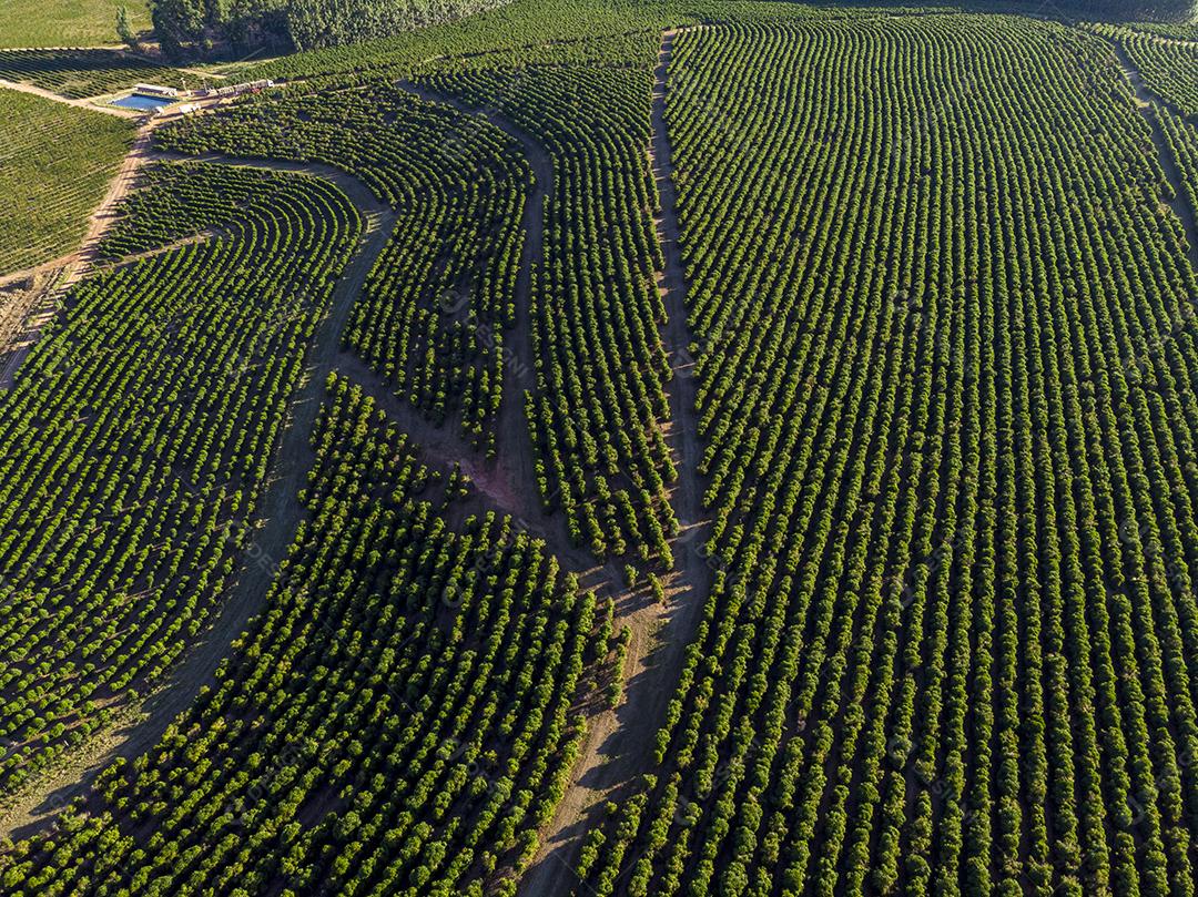 Imagem aérea da plantação de café no Brasil.