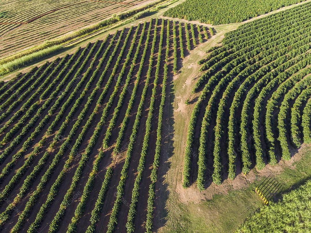 Imagem aérea da plantação de café no Brasil.