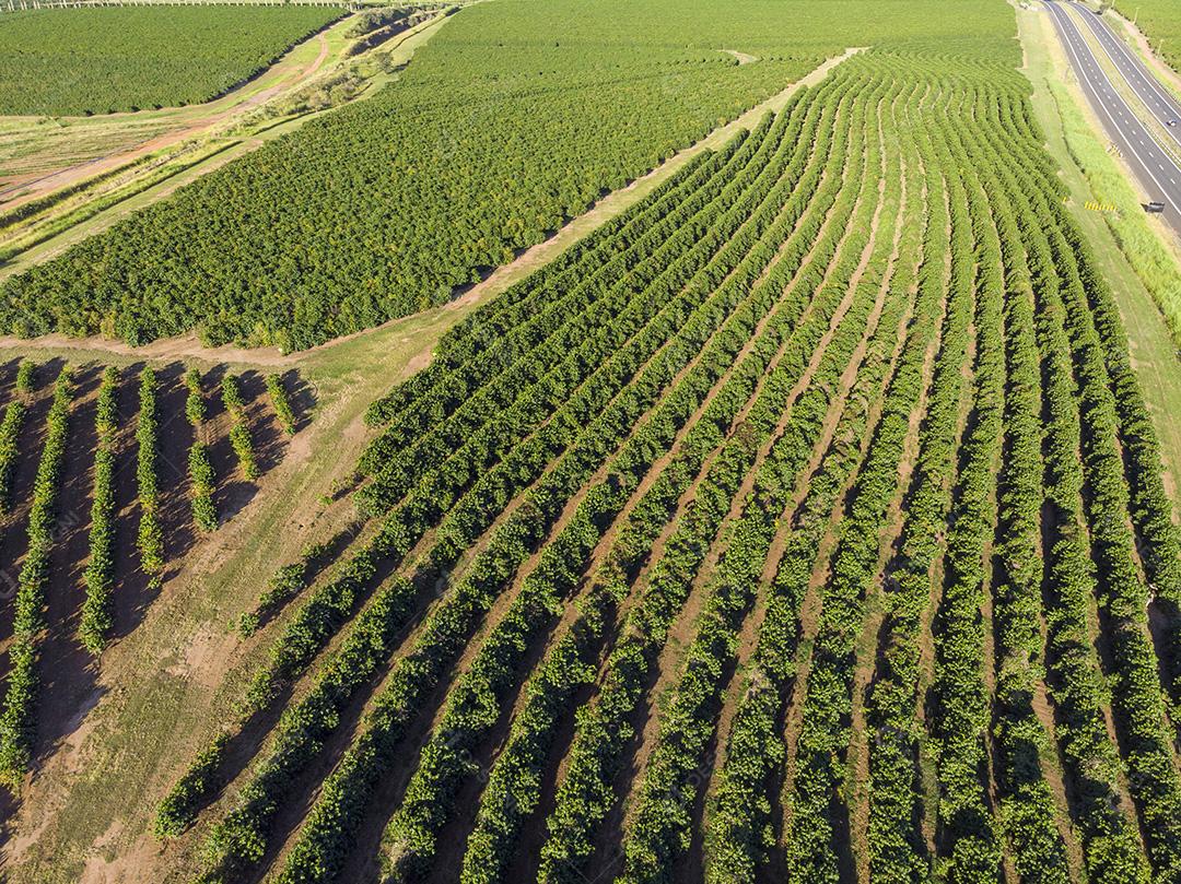 Imagem aérea da plantação de café no Brasil.