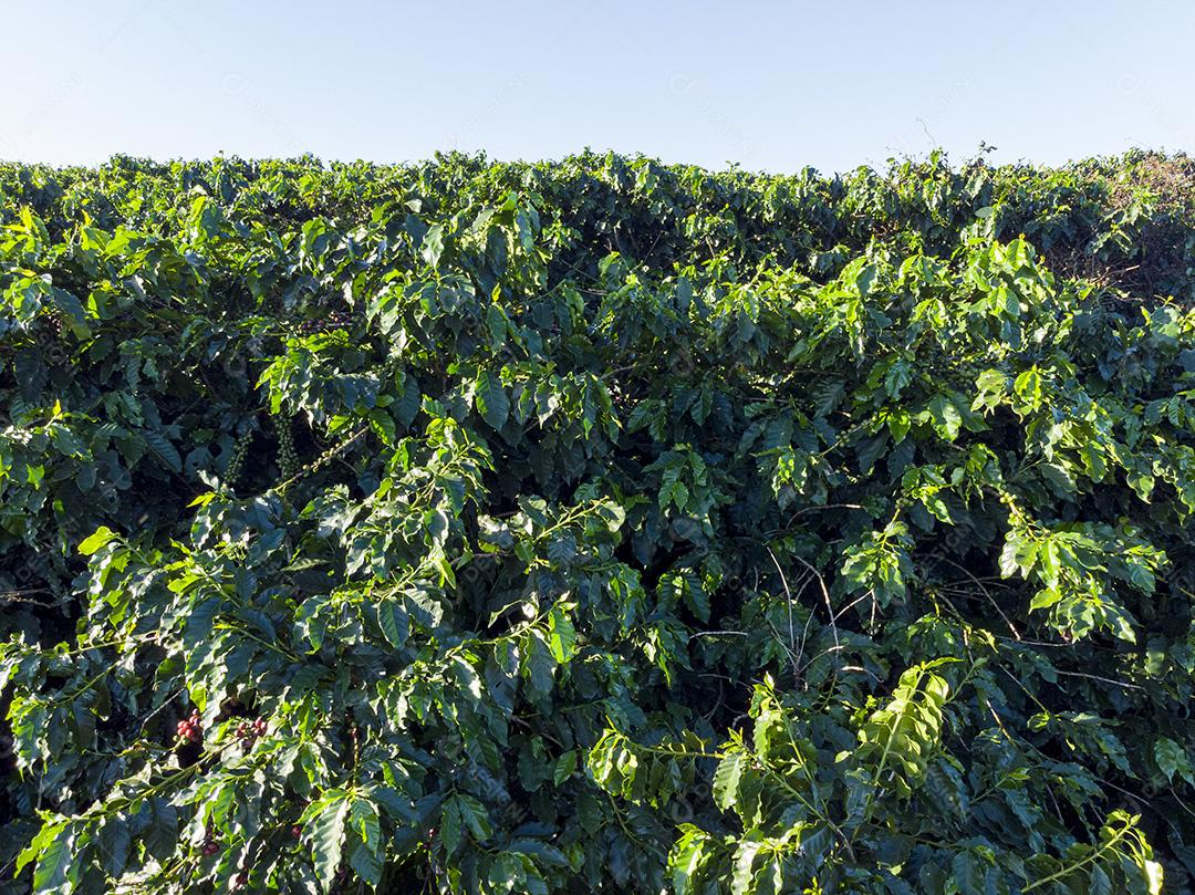 Linda plantação de café, grãos nos galhos.