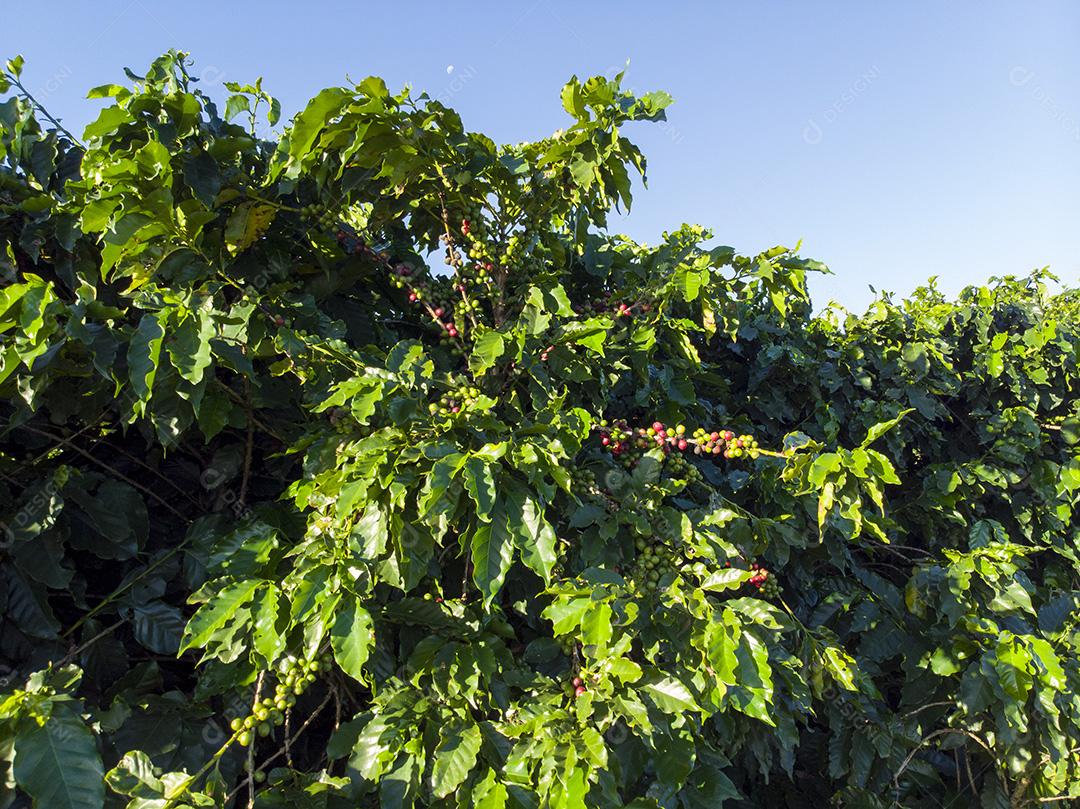 Linda plantação de café, grãos nos galhos.