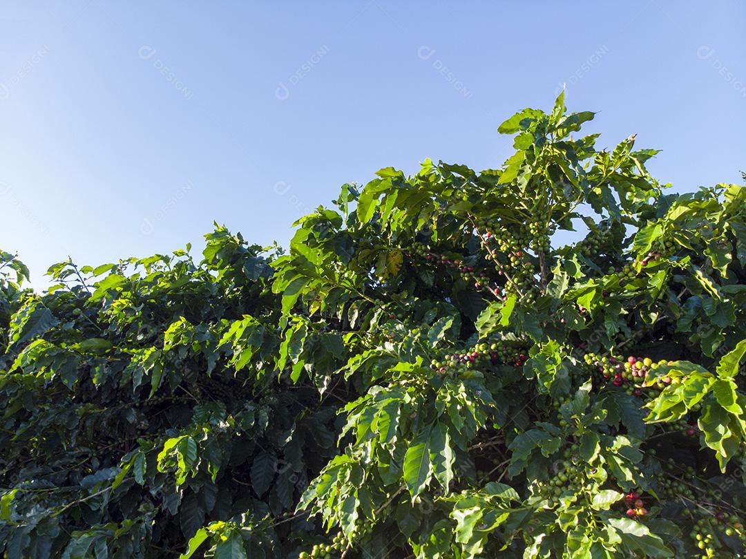 Linda plantação de café, grãos nos galhos.