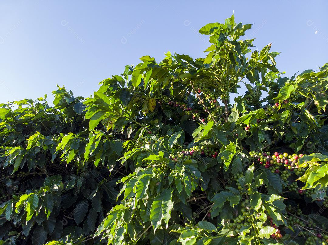 Linda plantação de café, grãos nos galhos.