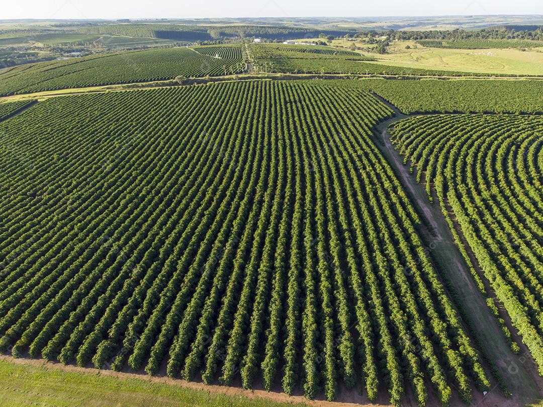 Vista aerea Linda plantação de café, grãos nos galhos