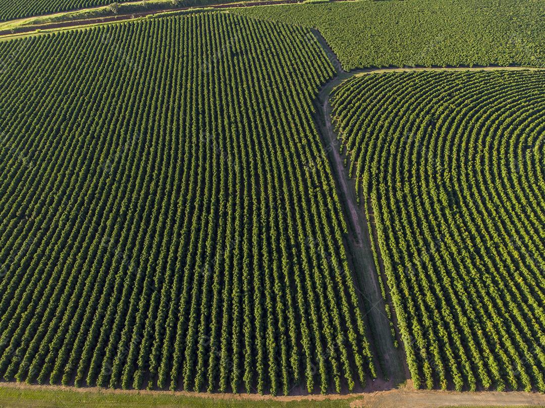 Vista aerea Linda plantação de café, grãos nos galhos