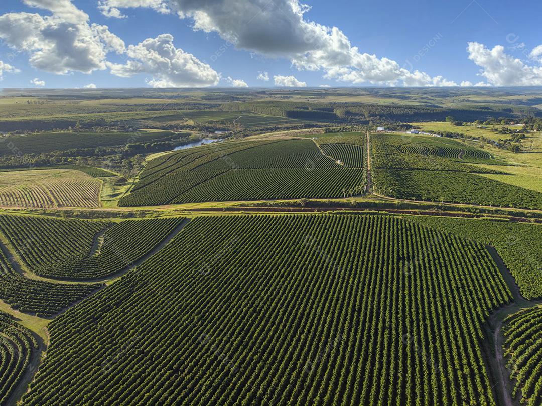 Vista aerea Linda plantação de café, grãos nos galhos