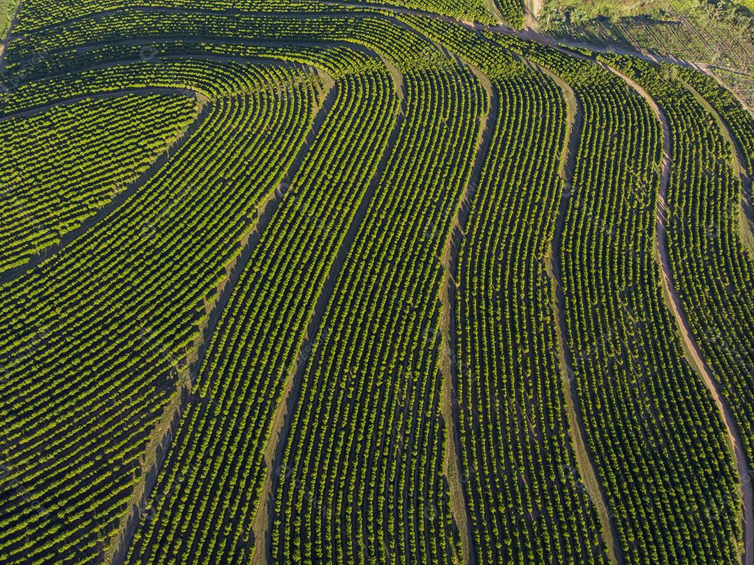 Vista aerea Linda plantação de café, grãos nos galhos
