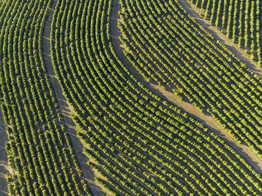 Vista aerea Linda plantação de café, grãos nos galhos