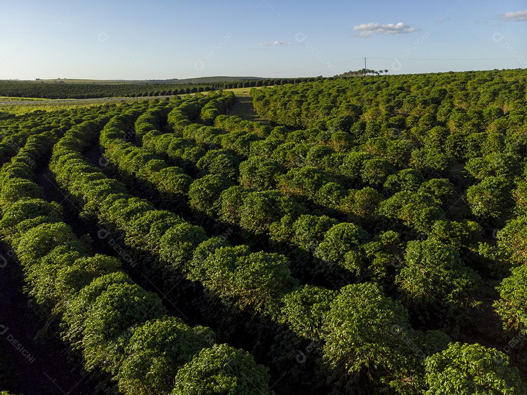 Linda plantação de café, grãos nos galhos.