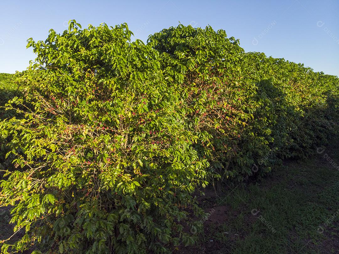 Linda plantação de café, grãos nos galhos.