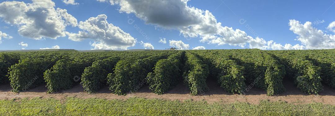 Imagem panorâmica do campo de café