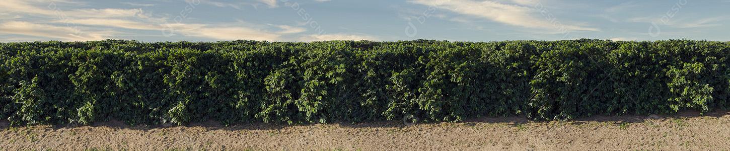 Imagem panorâmica do campo de café