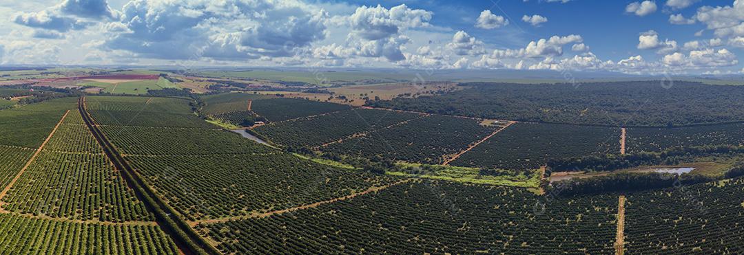 Laranjais na zona rural Imagem JPG