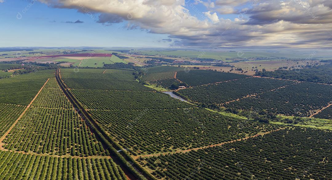 Laranjais na zona rural Imagem JPG